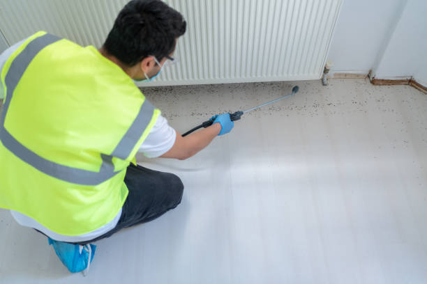 Real Estate Pest Inspections in Lakewood, WA